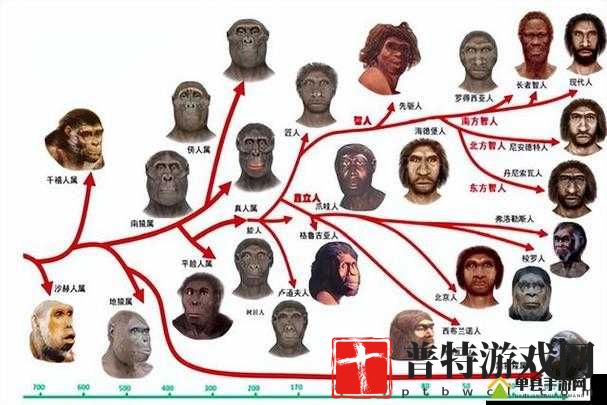 亚洲人和欧洲人谁先进化：探寻人类进化的谜题