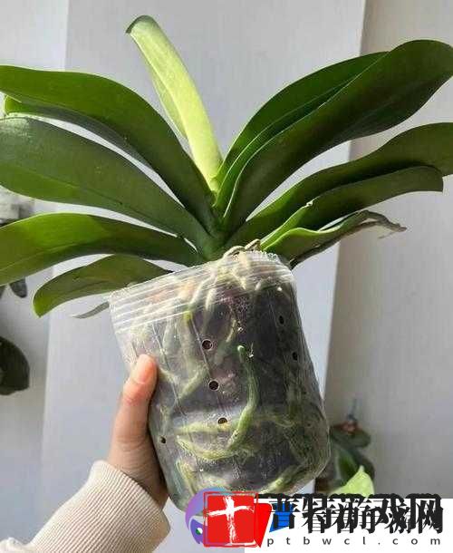 老女人** BBWW：禁忌的诱惑