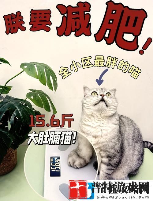 如何快速提升减肥猫等级