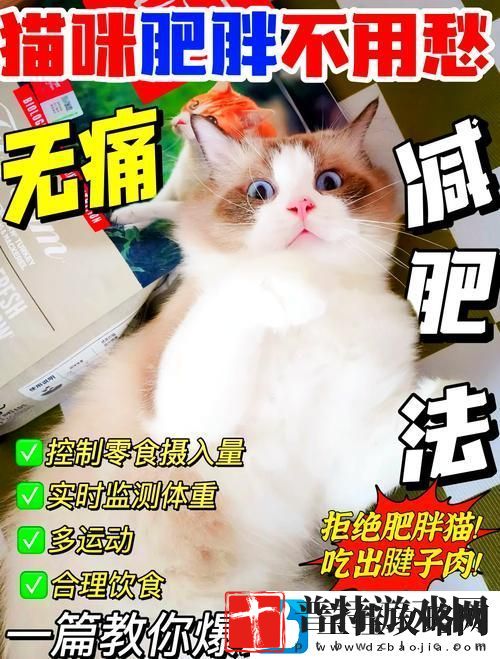 如何快速提升减肥猫等级