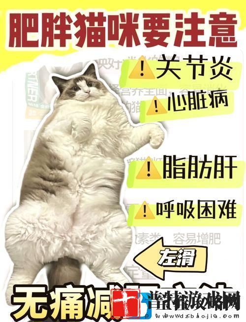 如何快速提升减肥猫等级