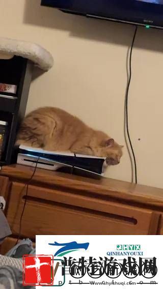 猫猫趴在PS5上不愿离开！玩家