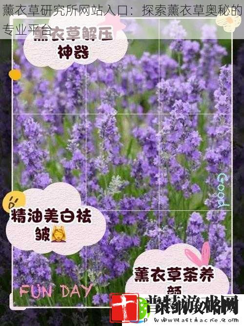 薰衣草研究所网站入口
