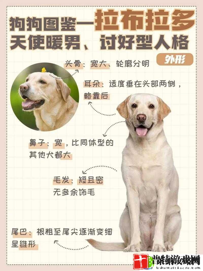 梦幻手游