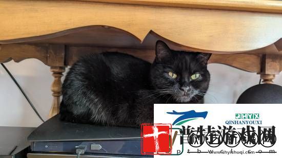 猫猫趴在PS5上不愿离开！玩家