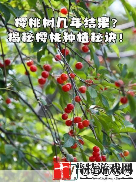 樱桃cherry官