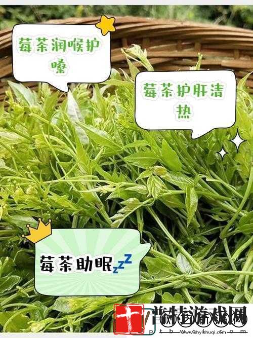 仙踪林