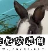 当了两年“狗”的日本人